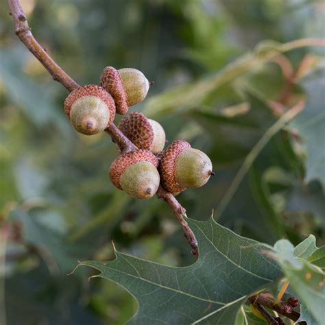 Quercus rubra (red oak) – Butterfly Effect Farm