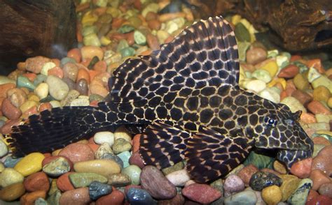 Marble Plecostomus photo and wallpaper. Cute Marble Plecostomus pictures