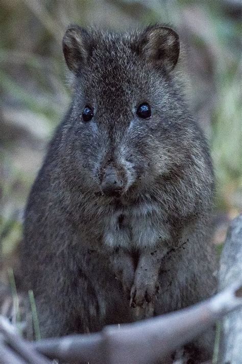 Potoroo: History, Facts, Size, Habitat, Classification & Much More - Animals Name