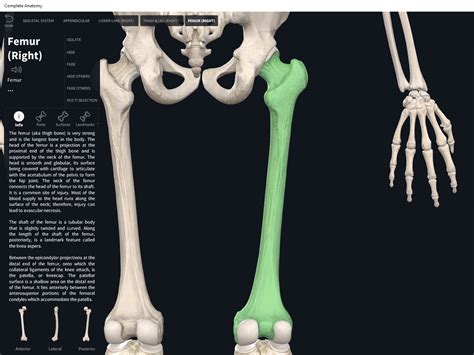 humerus bone anatomy anterior