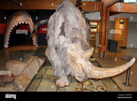 Woolly rhino ice age hi-res stock photography and images - Alamy