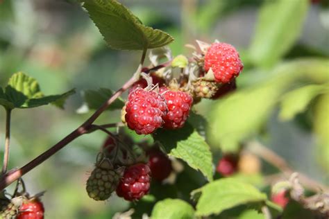 Pruning raspberries - Susan's in the Garden