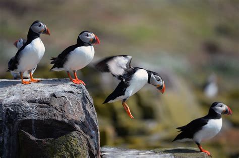 Puffins Facts, Figures And Trivia Shared Through National Audubon Society Infographic | HuffPost