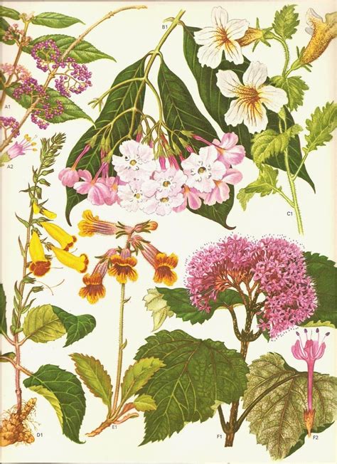 Vintage Botanical Print 1970 Color Art Print Wild Flowers Book PLATE 104 Beautiful Pink White ...