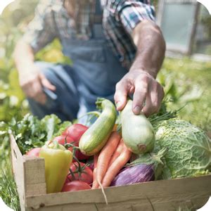 The Beginner's Guide to Backyard Homesteading: Step-by-Step Instructions for Raising Crops and ...