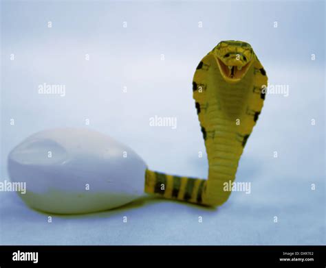 SNAKE COBRA HATCHING FROM EGG Stock Photo - Alamy