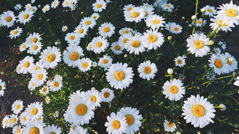 White-and-yellow daisy flowers, Daisies, Glade, Flowers HD wallpaper ...