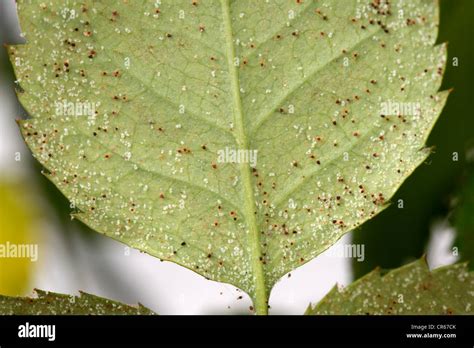 Carmine spider mites (Tetranychus cinnabarinus) infestation and damage to a small pot rose plant ...