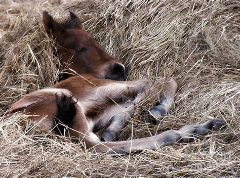 Newborn Foal Sleeping In The Hay Manger Photograph by Melissa Ahlers