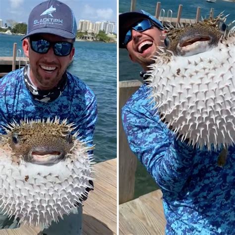 Giant Puffer Fish Puffed Up