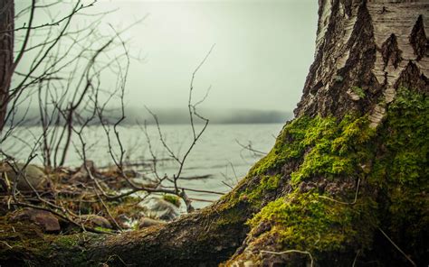 tree, nature, hd, 4k, 5k, landscape, reflection HD Wallpaper