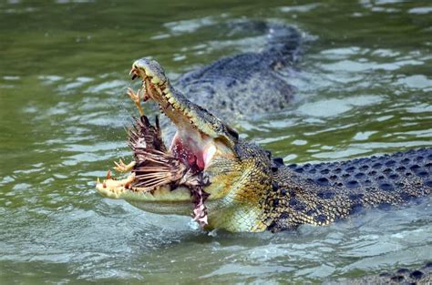 Great White Shark Vs Saltwater Crocodile - Who Would Win? - Animals ...