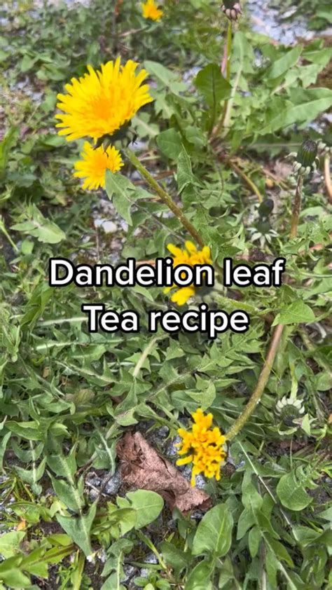 Dandelion tea recipe – Artofit