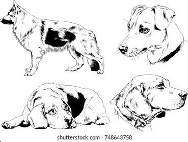 Vector Sketches Different Breeds Dogs Drawn Stock Vector (Royalty Free ...