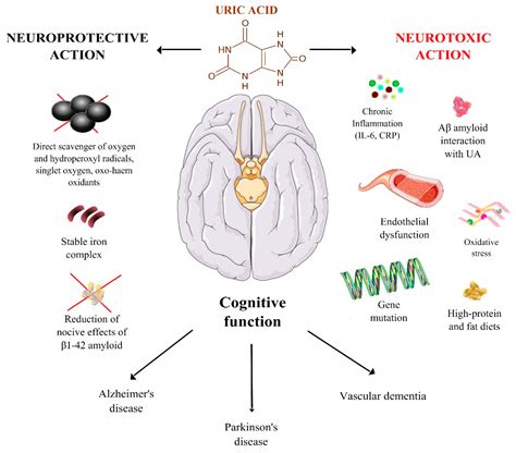 Nutrients | Free Full-Text | Uric Acid and Cognitive Function in Older Individuals