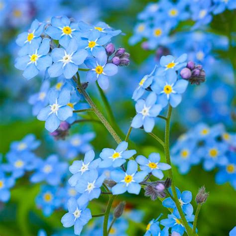 Myosotis scorpioides - Water Forget-Me-Not seeds x200 - Ole Lantana's ...