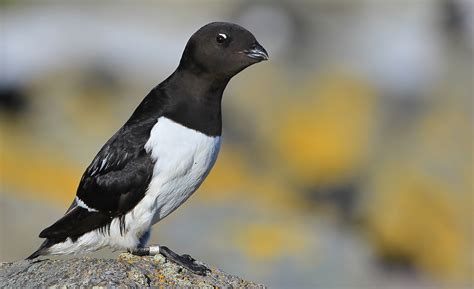 Adaptable Little Auks - BirdGuides