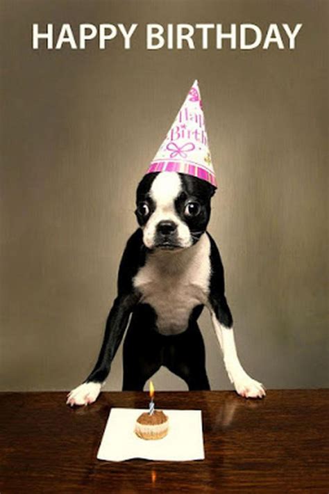 101 Funny Happy Birthday Dog Memes For Paw Lovers Everywhere Happy ...