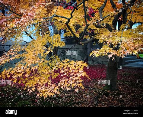 Japanese Garden in Autumn Stock Photo - Alamy