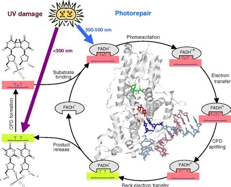 Kinetics of cyclobutane thymine dimer splitting by DNA photolyase directly monitored in the UV ...