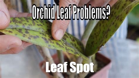 Orchid leaf problems. Orchid Diseases and Fungus, treatment and prevention from a professional ...