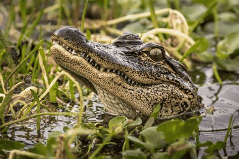 An Epic Set Of ‘Alligator Jaws,’ Part Deux