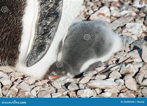 Gentoo Penguin Baby Under His Mother. Antarctica Stock Photo - Image of ...