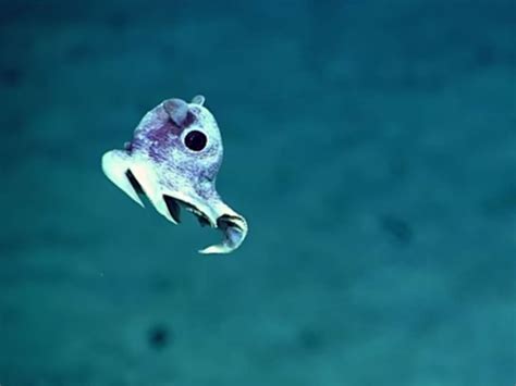 Incredible images of undiscovered deep sea creatures released after ...