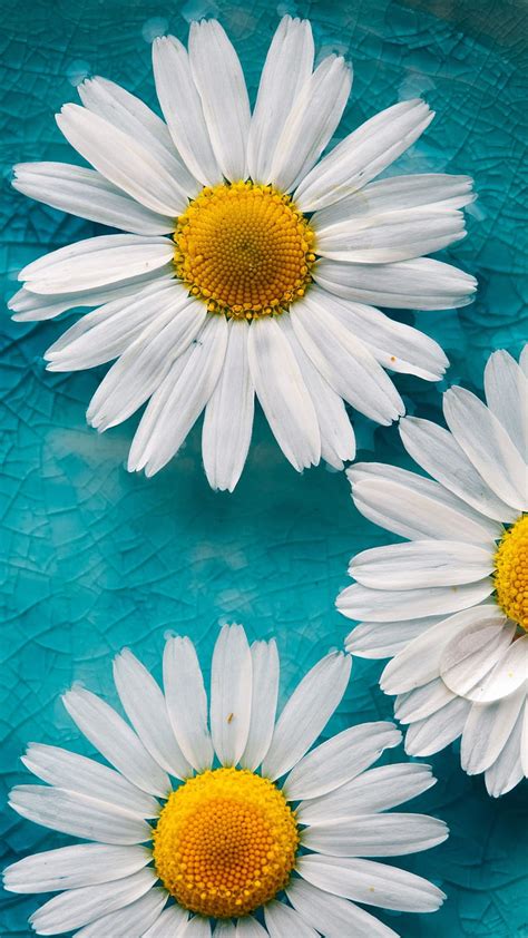 Daisy-Fresh and natural flowers, HD wallpaper | Peakpx