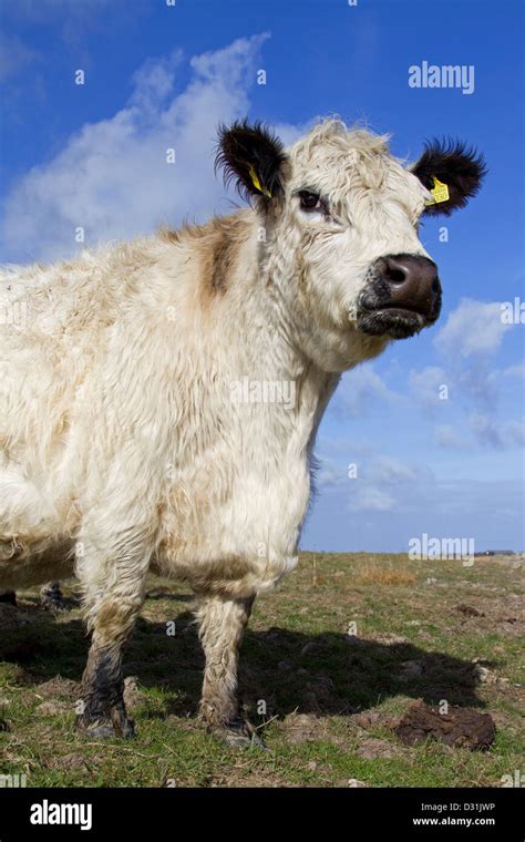 Galloway cow hi-res stock photography and images - Alamy