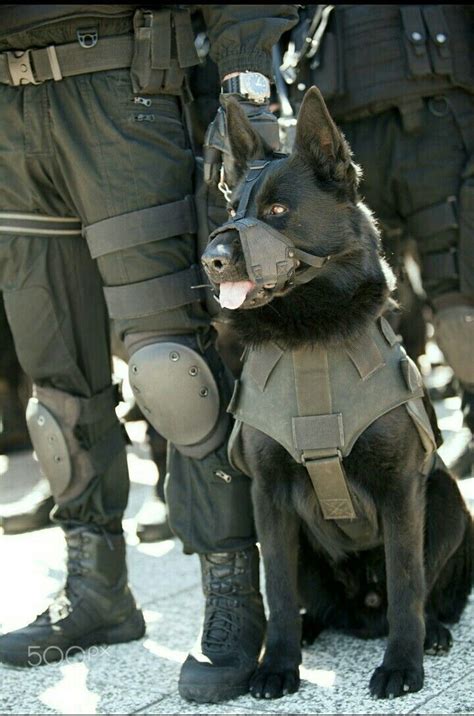 Black German Shepherd Military Working K9 - Hero & may God Bless you ...