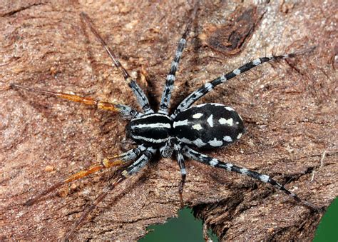 Nyssus coloripes (L. Koch, 1873) Orange-legged Swift Spider