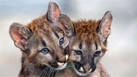 Wildlife officials: 2 Florida panther cubs found dead – WPXI