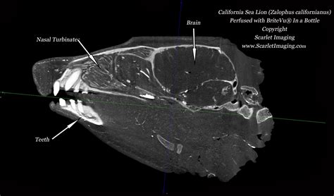 California Sea Lion as seen with BriteVu - BriteVu