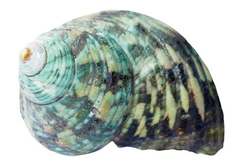 Sea Ocean Shell PNG Image - PurePNG | Free transparent CC0 PNG Image ...