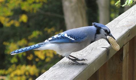 File:Blue Jay with Peanut.jpg - Wikimedia Commons