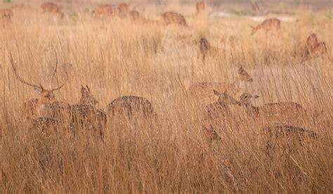 Kanha and Bandhavgarh Wildlife Photography Tour