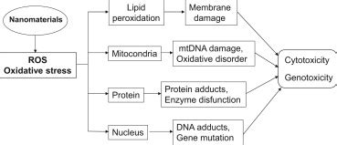 Nanomaterial-induced toxicity mediated by ROS generation. | Download Scientific Diagram