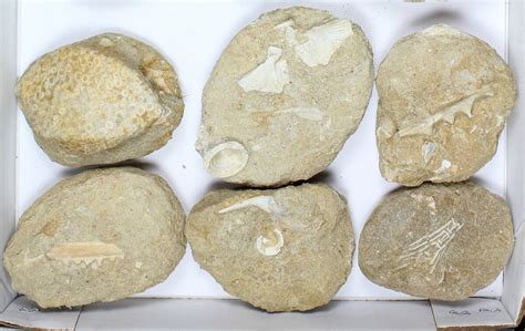 Flat: Cretaceous Marine Vertebrate Fossils - 15 Pieces (#96112) For Sale - FossilEra.com