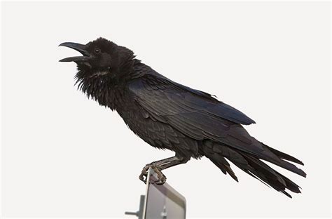 Chihuahuan Raven — Corvus cryptoleucus | Raven images, Bald eagle, Raven