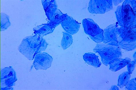 Human cheek cells | Human cheek cells stained with methylene… | Joseph Elsbernd | Flickr