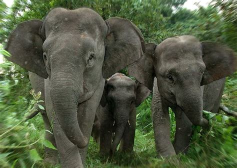 Sumatran Elephant - ENDANGERED SPECIES SPOTLIGHT