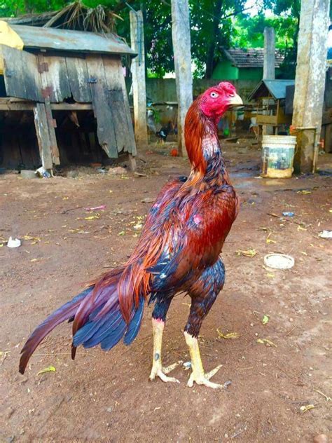 Pin de Socorro em Aseel | Galos indios, Galinhas e galos, Galo