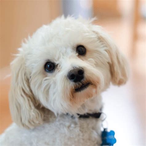 Yorkie Maltese Toy Poodle Mix | Wow Blog