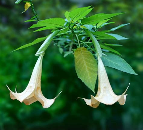 How to Grow Angel's Trumpet - Tips for Growing Brugmansia