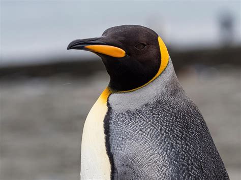 How Tall Are Emperor Penguins? (Wingspan + Size) | Birdfact