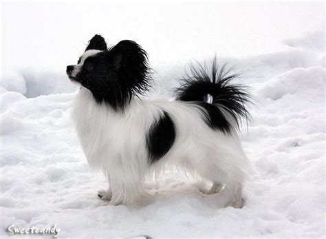 Papillon Chihuahua Mix Black And White - Pets Lovers