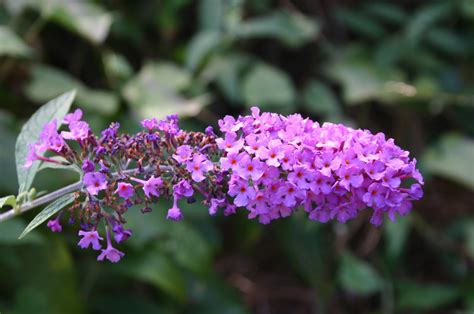 Butterfly Bush – Pruning | Walter Reeves: The Georgia Gardener