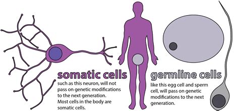 Arrival of Gene-Edited Babies: What lies ahead? | Harvard GSAS Science ...