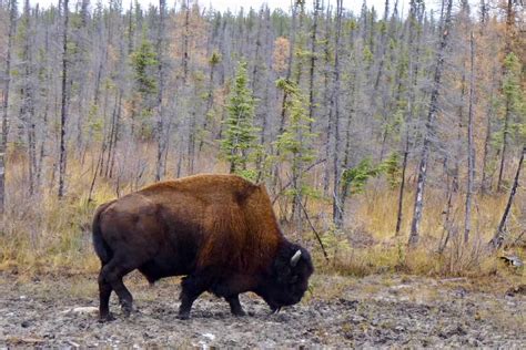 Wildlife in Utah - Types of Utahn Animals - A-Z Animals